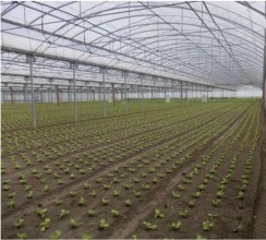 Biomass heating for greenhouses